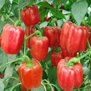 Hạt giống ớt chuông đỏ